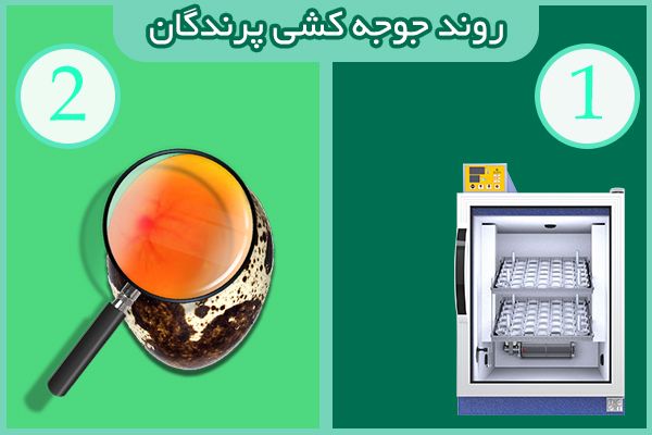 روند جوجه کشی پرندگان