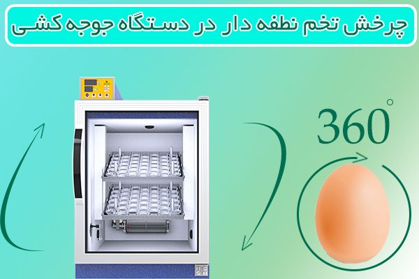 چرخش تخم نطفه دار در دستگاه جوجه کشی