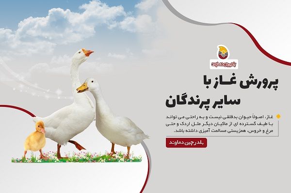 پرورش غاز با سایر پرندگان