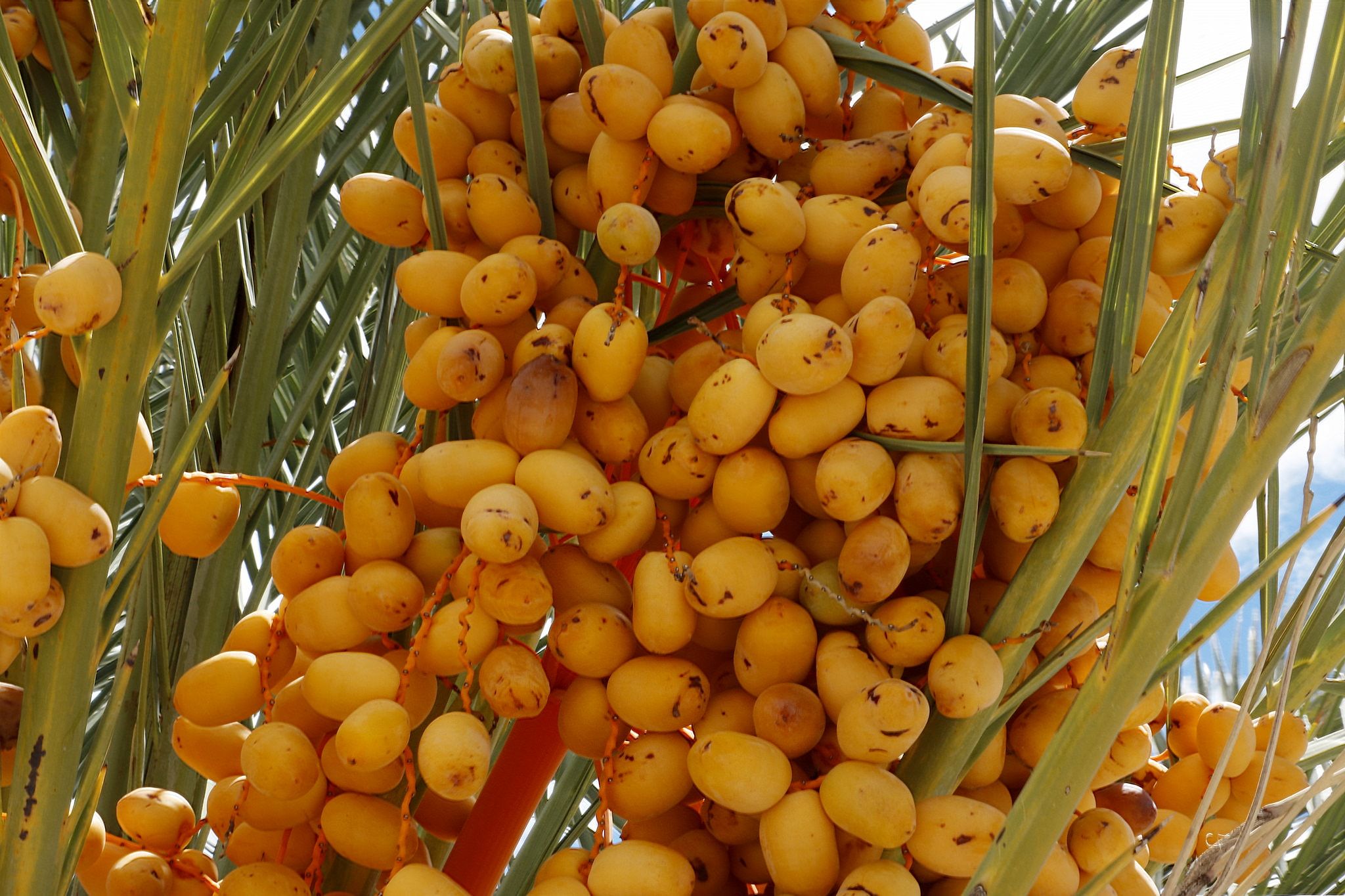 فوائد و مضرات خرما + پودر هسته خرما