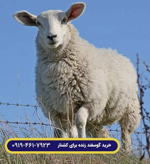 بهترین نژاد گوسفندان ایرانی