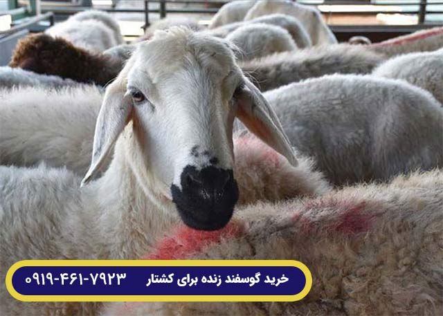 قیمت گوسفند زنده نژاد گوشتی