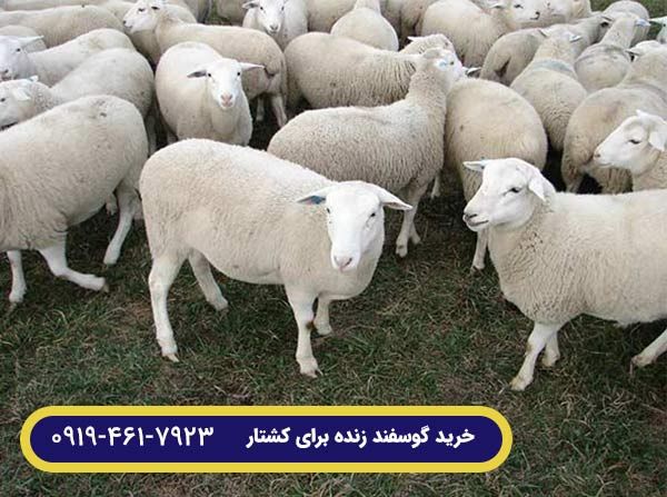 خرید گوسفند زنده در تهران و کرج برای قربانی
