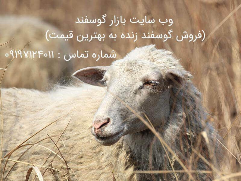 قیمت گوسفند زنده