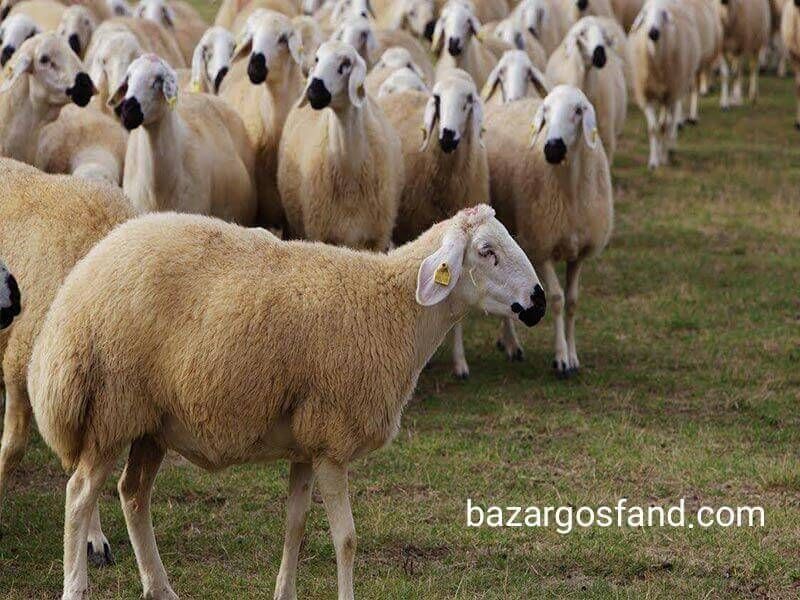 خرید گوسفند زنده