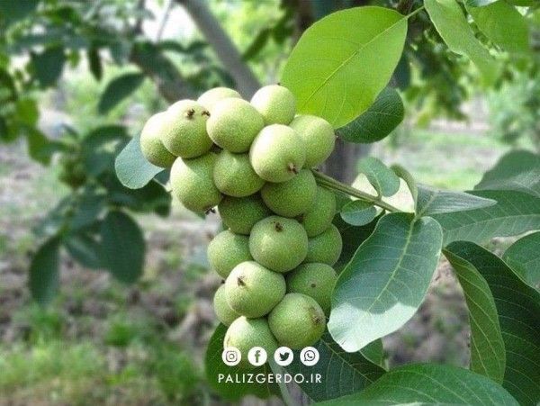خرید آنلاین نهال میوه در کرمانشاه