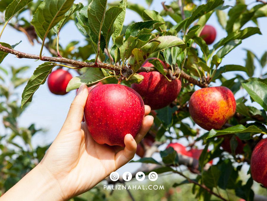 بهترین نهالستان میوه در کرمان