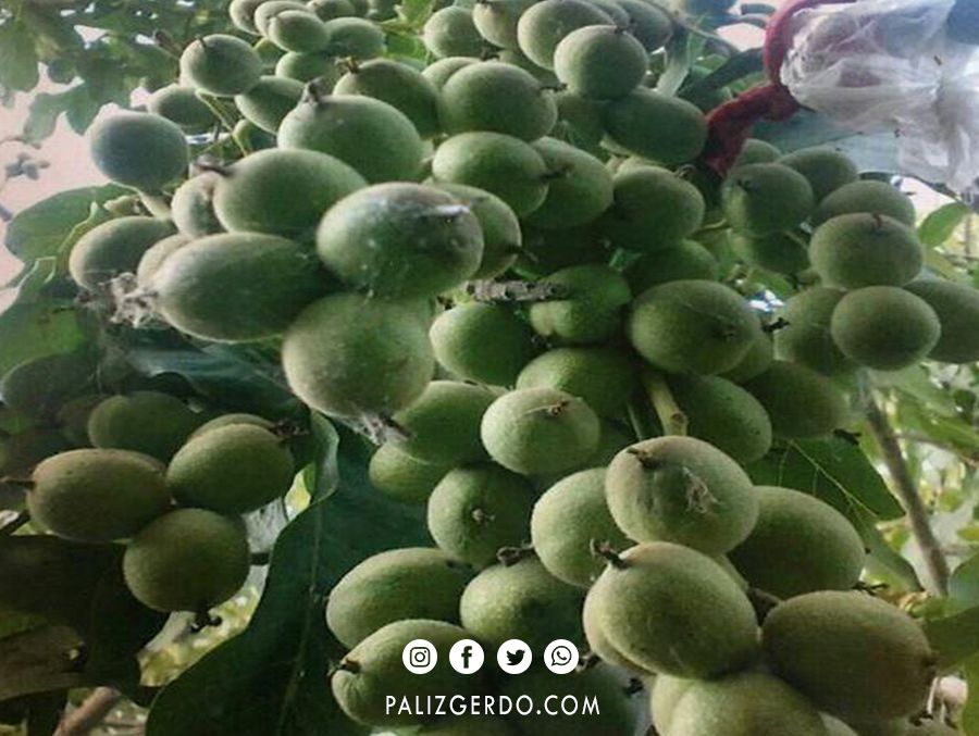 نهال گردو خوشه ای