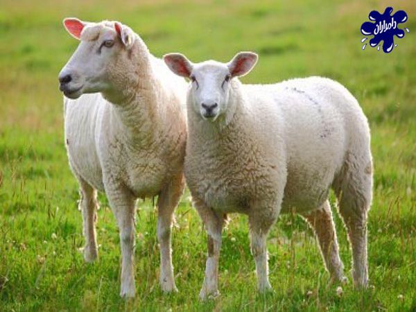 بهترین نژادهای گوسفند برای کشتار کدام است؟