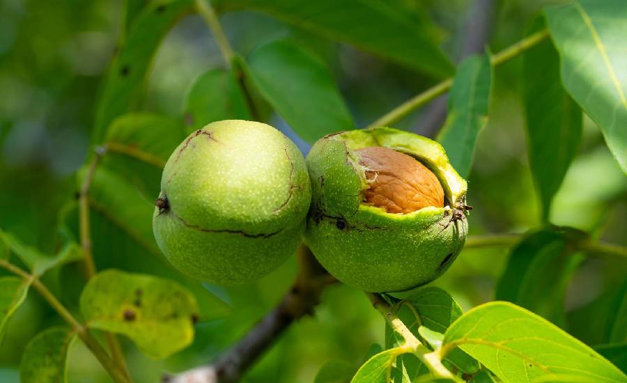 خرید نهال گردو و بادام از آرال نهال