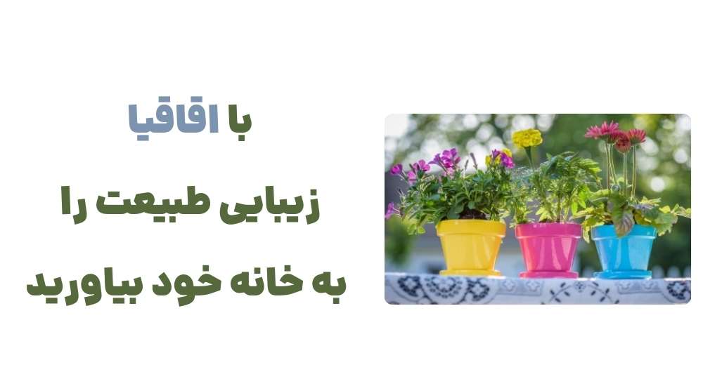 با اقاقیا، زیبایی طبیعت را به خانه خود بیاورید