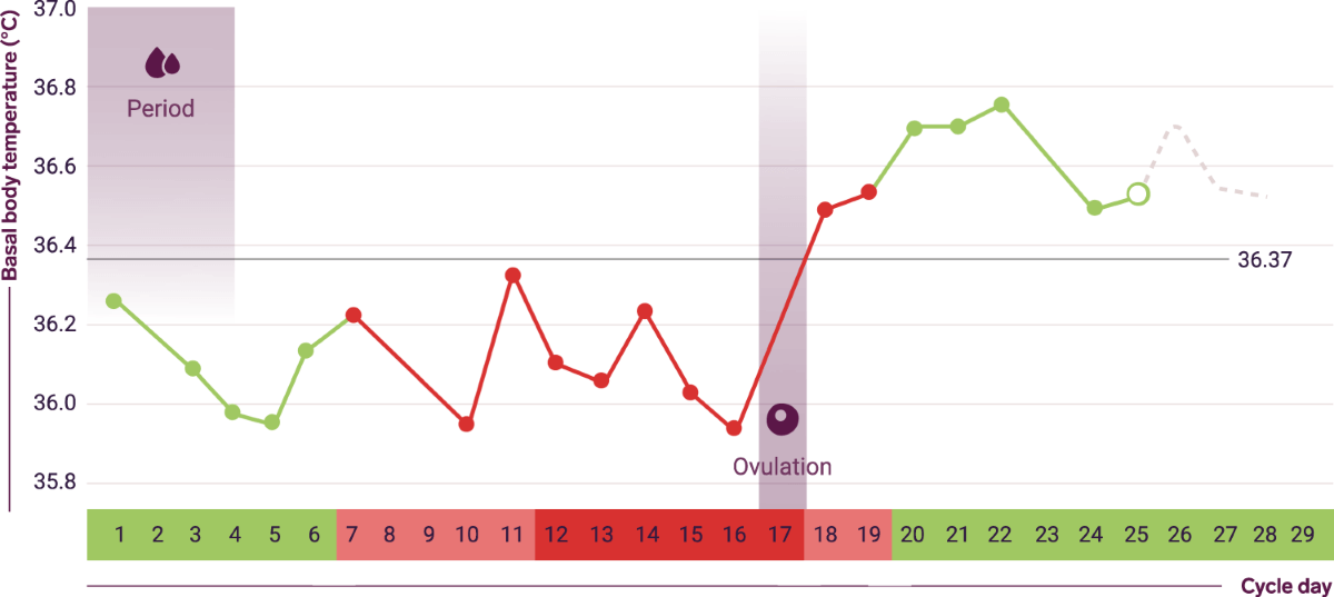 سیکل قاعدگی چیست؟