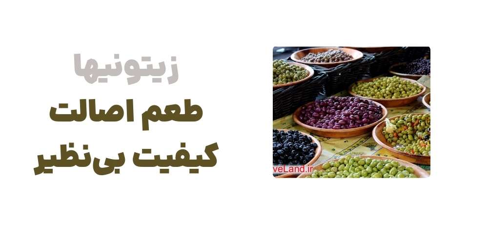 زیتونیها؛ طعم اصالت، کیفیت بی_نظیر