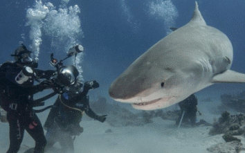 حمله کوسه به انسان در کیش؛ آیا باید نگران تفریحات دریایی باشیم؟ خطر حمله کوسه ها هنگام غواصی در سواحل کیش