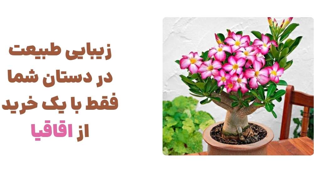 🔟 زیبایی طبیعت در دستان شما؛ فقط با یک خرید از اقاقیا