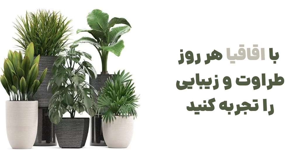 با اقاقیا، هر روز طراوت و زیبایی را تجربه کنید