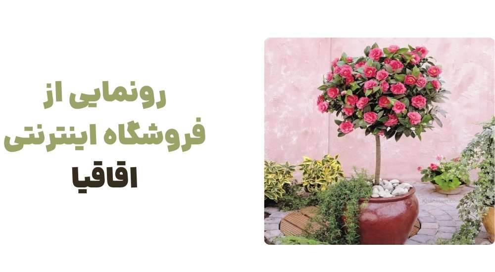 رونمایی از فروشگاه اینترنتی اقاقیا