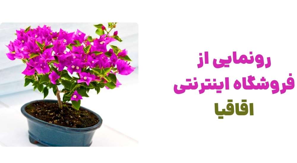 رونمایی از فروشگاه اینترنتی اقاقیا
