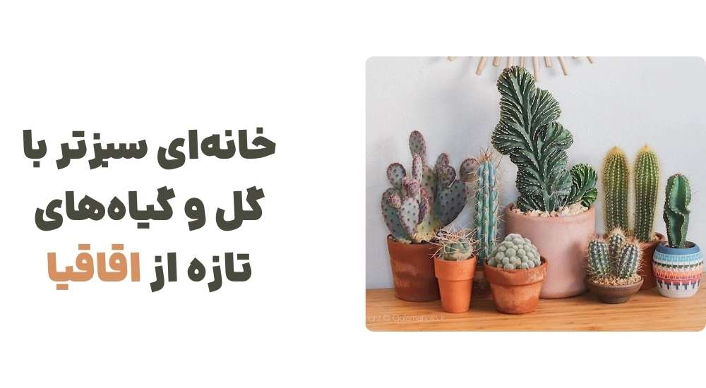 خانه_ای سبزتر با گل و گیاه_های تازه از اقاقیا