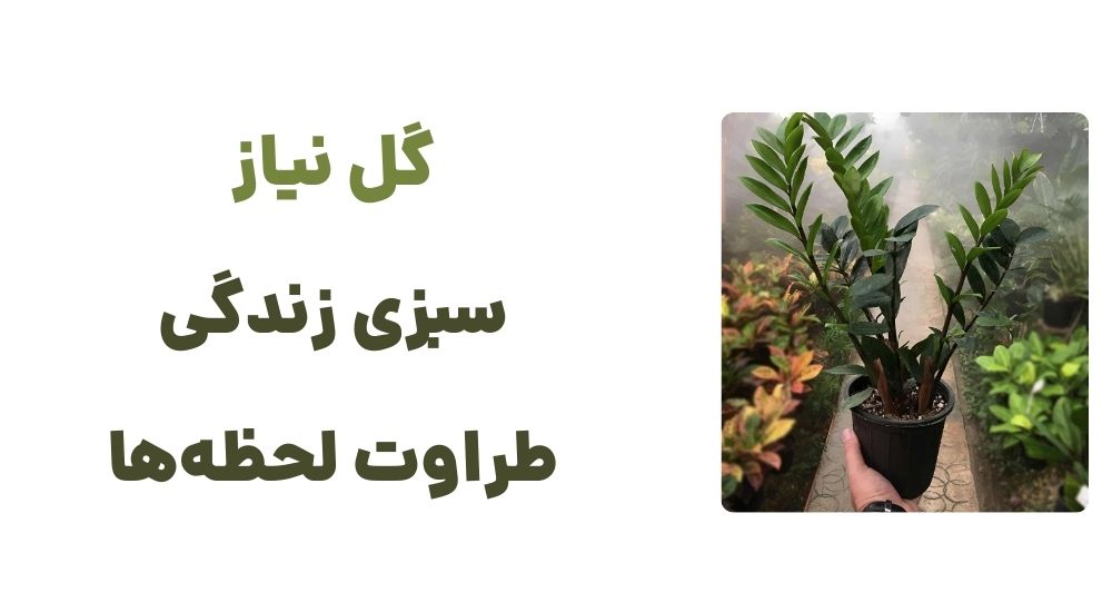 گل نیاز؛ سبزی زندگی، طراوت لحظه_ها