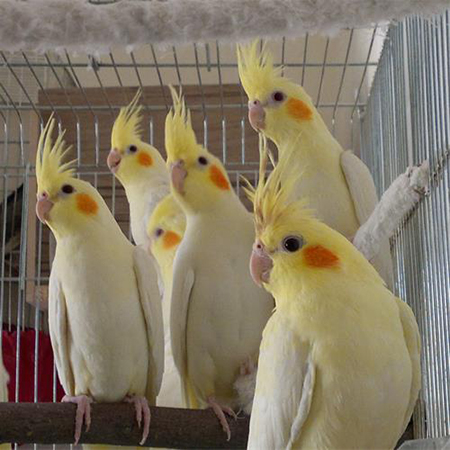 قفس عروس هلندی