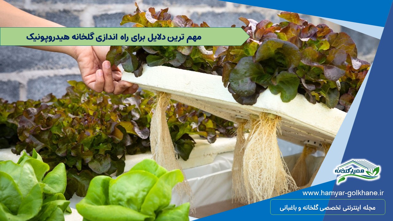 15 دلیل که می گویند چرا باید گلخانه هیدروپونیک راه اندازی کنید 1