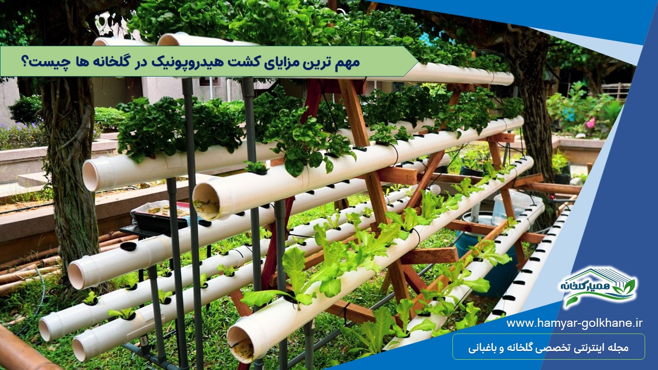 15 دلیل که می گویند چرا باید گلخانه هیدروپونیک راه اندازی کنید 2
