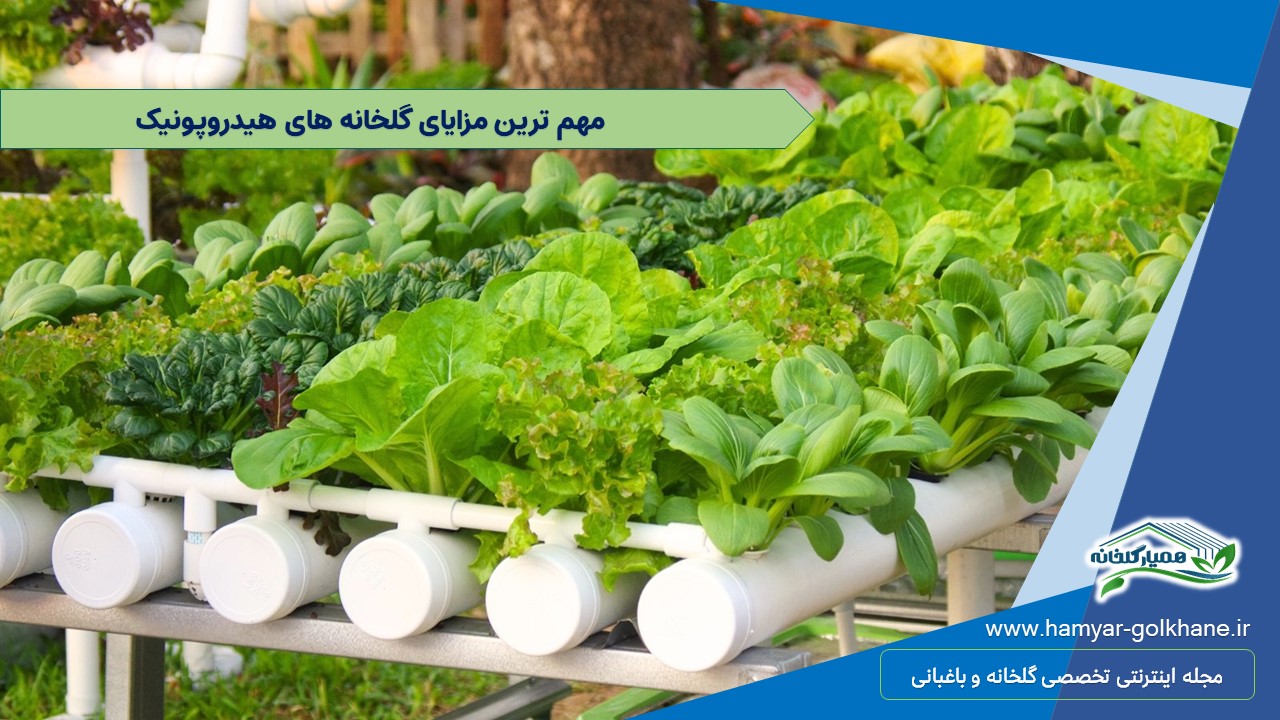 15 دلیل که می گویند چرا باید گلخانه هیدروپونیک راه اندازی کنید 3