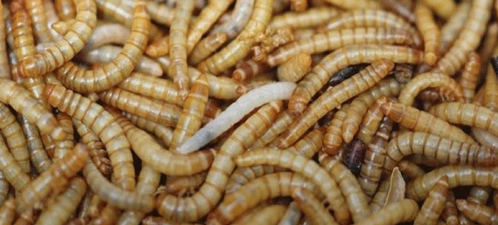 لارو درمانی