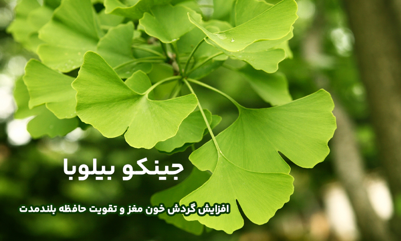 جینکو بیلوبا