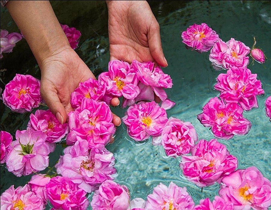 گلابگیری کاشان