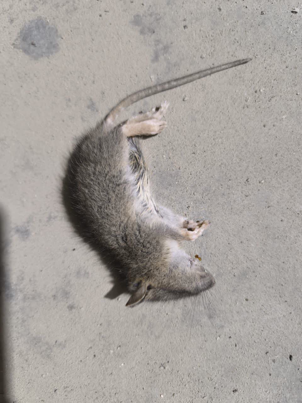 سمپاشی در تهران