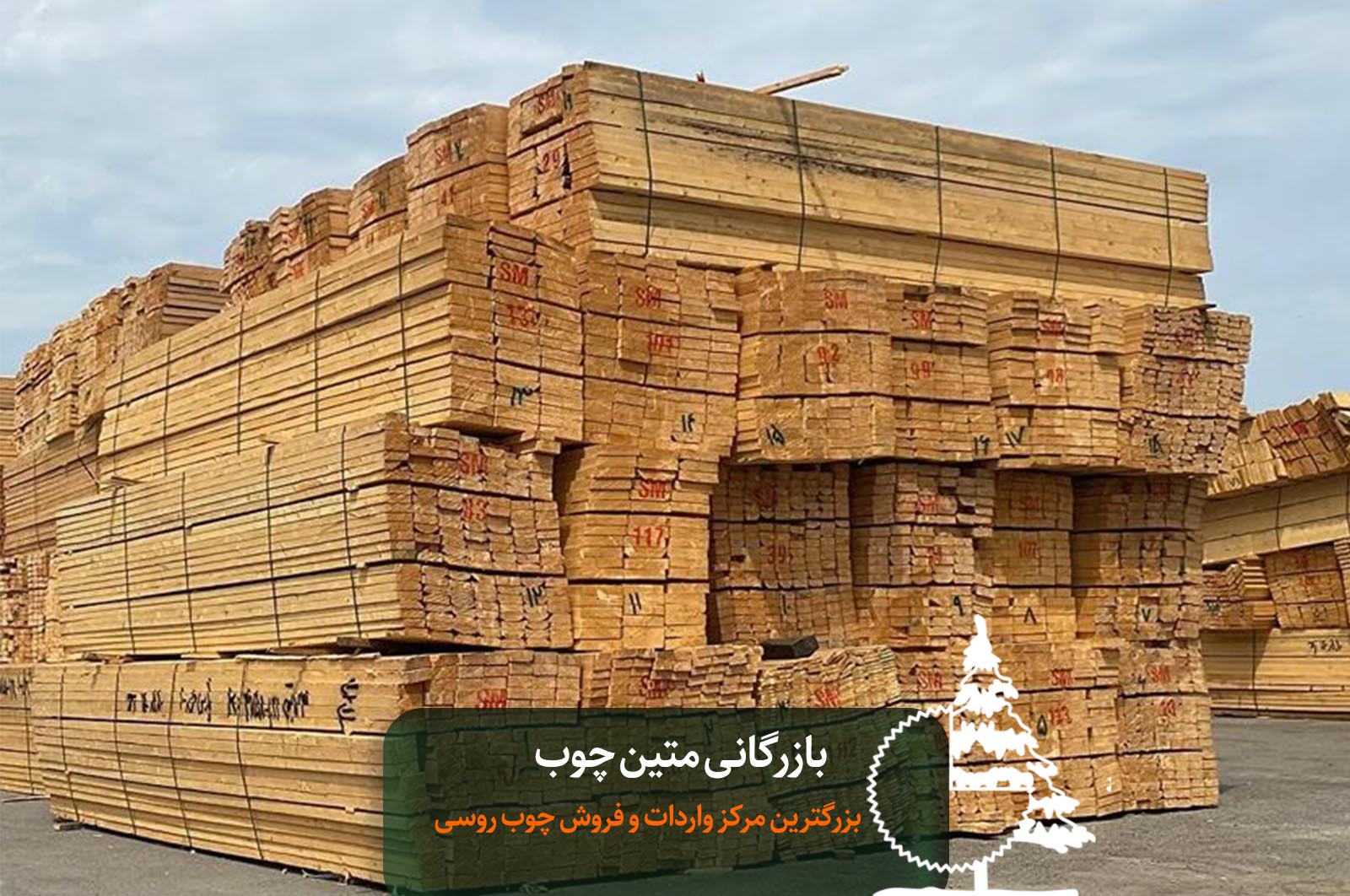 قیمت چوب روسی