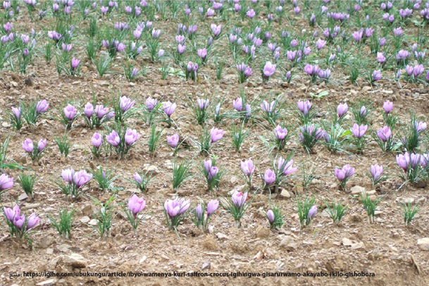 خرید پیازچه زعفران