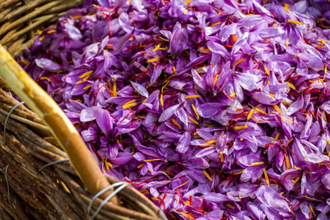 خرید پیاز زعفران