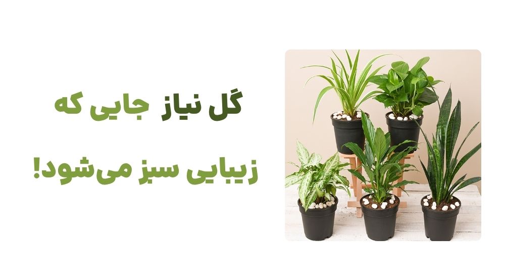 گل نیاز، جایی که زیبایی سبز می_شود