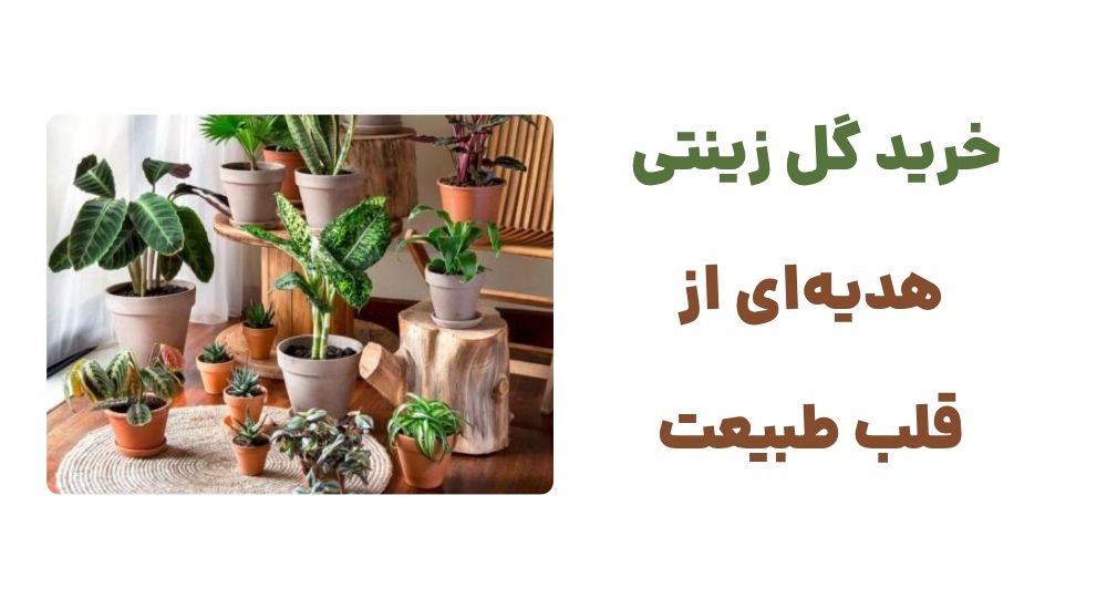 خرید گل زینتی، هدیه_ای از قلب طبیعت
