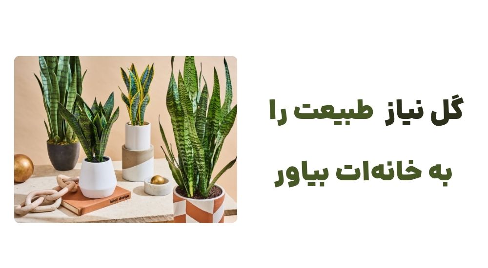 گل نیاز، طبیعت را به خانه_ات بیاور