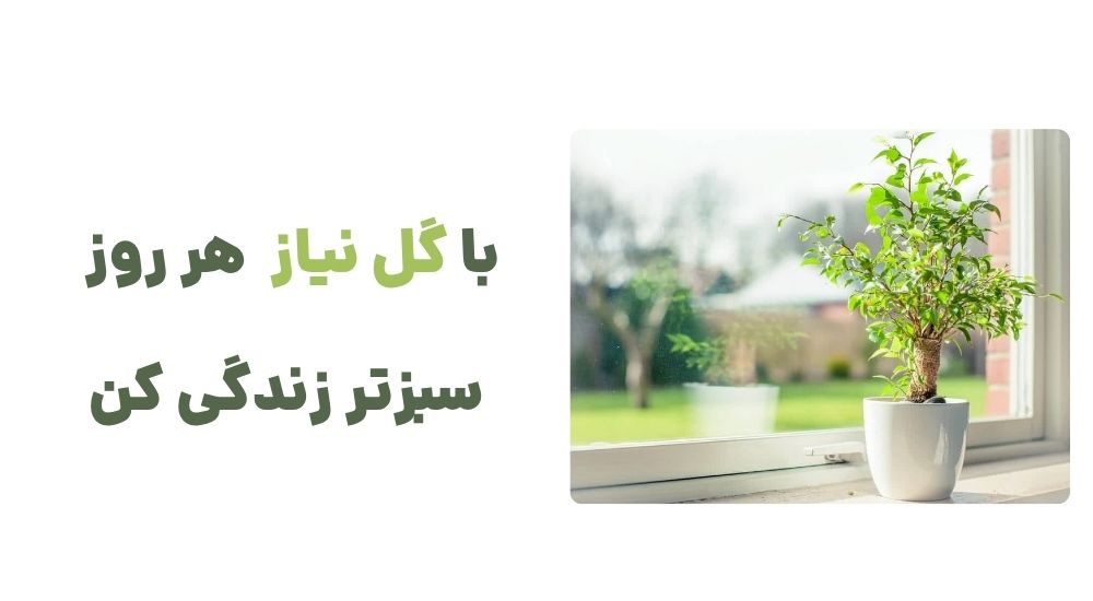 با گل نیاز، هر روز سبزتر زندگی کن