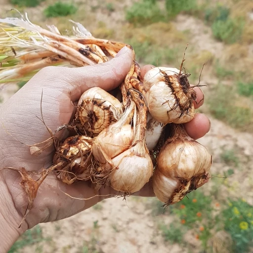 پیازچه زعفران امیدوار، تجربه و کیفیت در کنار هم!