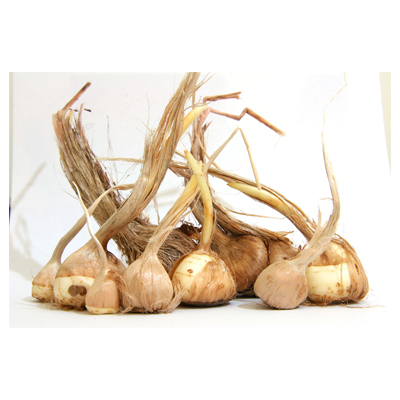 پیازچه زعفران امیدوار، تجربه و کیفیت در کنار هم!