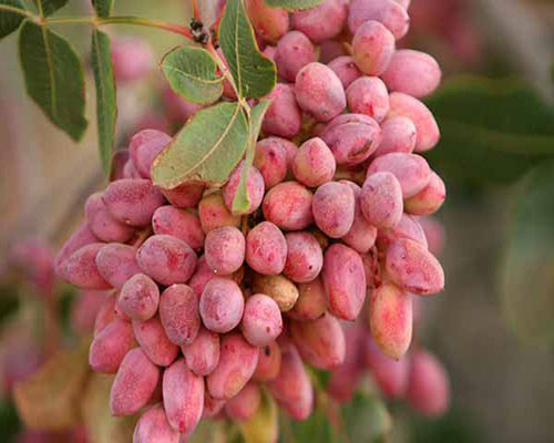 مقدار مصرف اسید فسفریک برای پسته