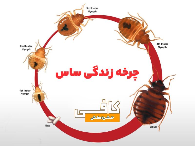 اینها علائم ساس در منزل هستند (0 تا 100 پیدا کردن و از بین بردن حشره ساس)