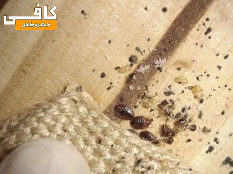 اینها علائم ساس در منزل هستند (0 تا 100 پیدا کردن و از بین بردن حشره ساس)
