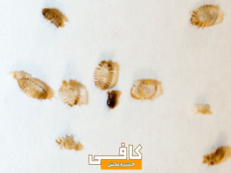 اینها علائم ساس در منزل هستند (0 تا 100 پیدا کردن و از بین بردن حشره ساس)
