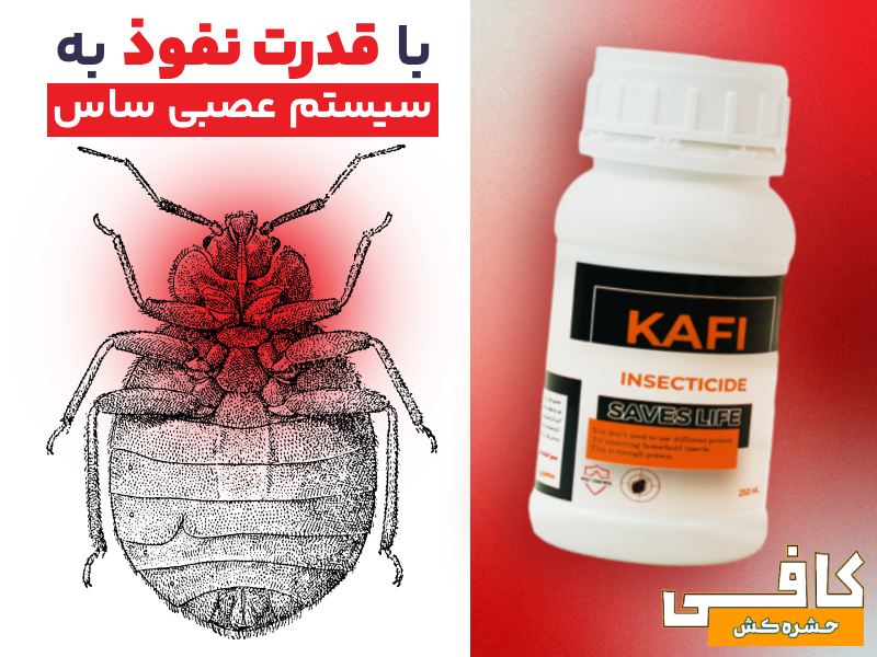 اینها علائم ساس در منزل هستند (0 تا 100 پیدا کردن و از بین بردن حشره ساس)