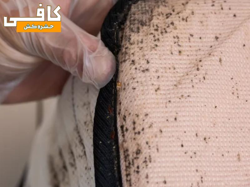 اینها علائم ساس در منزل هستند (0 تا 100 پیدا کردن و از بین بردن حشره ساس)