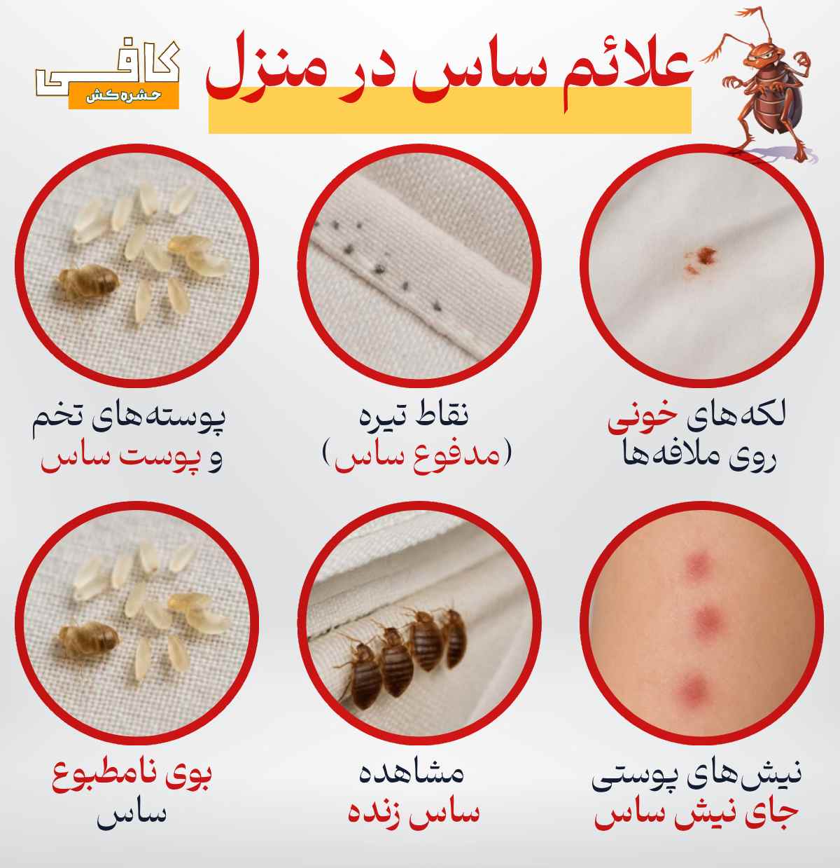 علائم ساس در منزل چیست؟ + بهترین سم ساس (طبق تجربه خریداران) 3