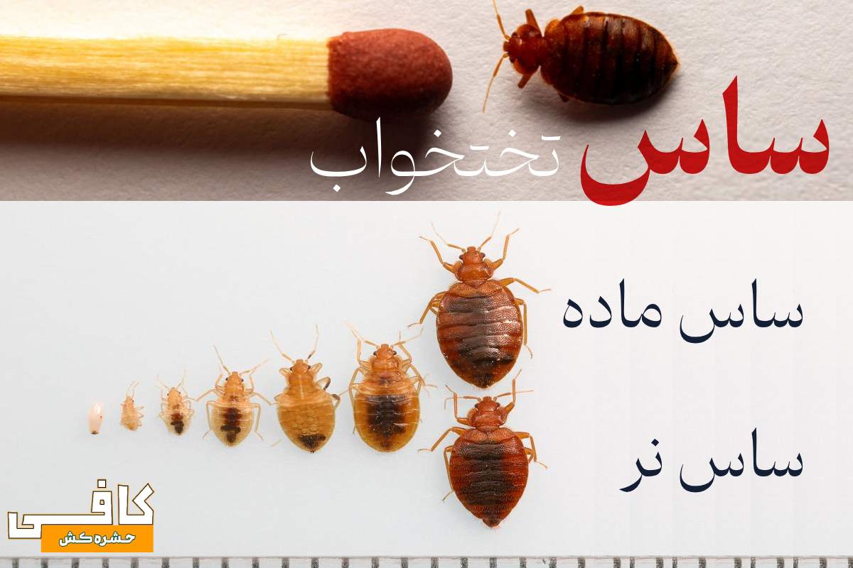 علائم ساس در منزل چیست؟ + بهترین سم ساس (طبق تجربه خریداران) 2