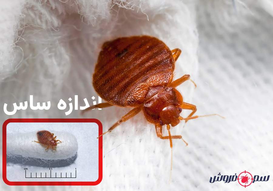 ساس چه شکلیه